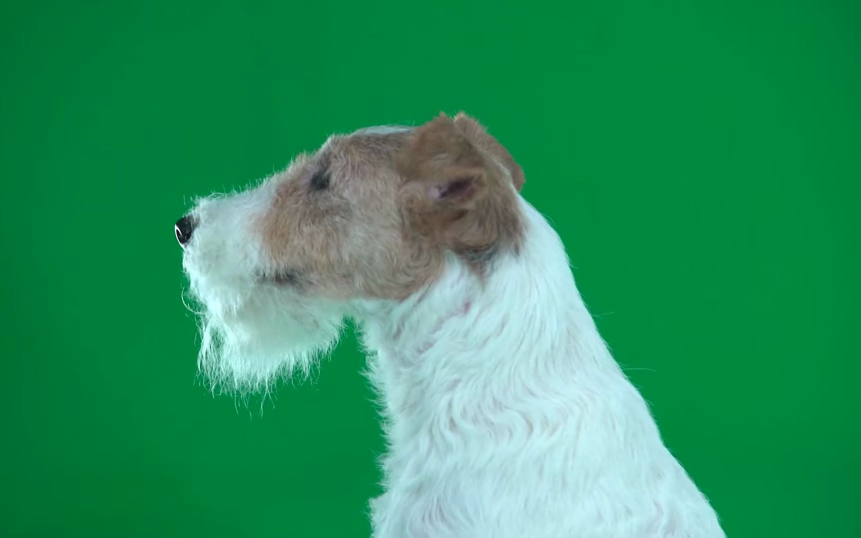 美国玩具梗 猎狐11狗 猎狐犬 狗狗绿幕视频素材 24_哔哩哔哩_bili