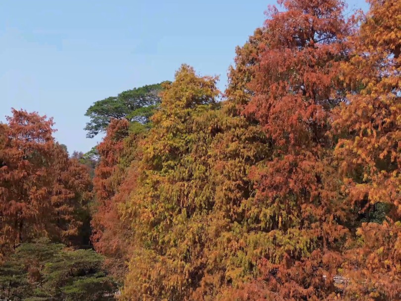 落羽杉成为冬季热门,首站天河公园,快约上拍照搭子去拍照吧.哔哩哔哩bilibili