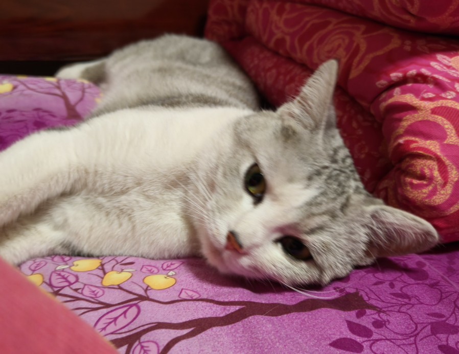 带你第一视角近距离摸摸猫头