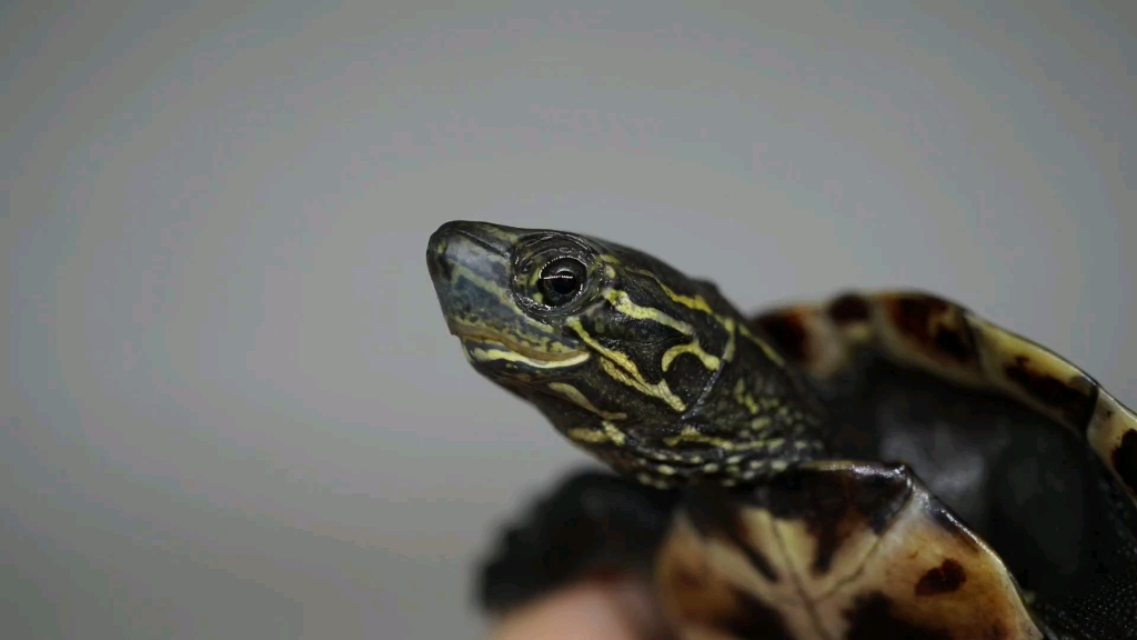 草龟锈墨彩出日常半魔眼公草龟