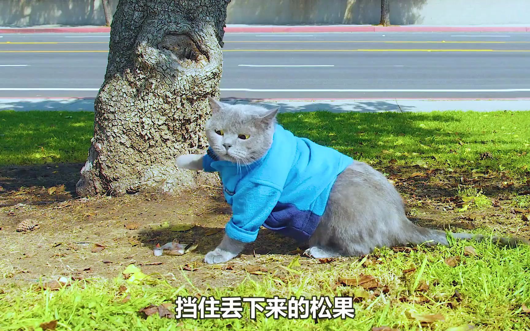 [图]猫咪救下一只小鸟，小鸟忘记了怎么飞行，猫咪居然现场教学