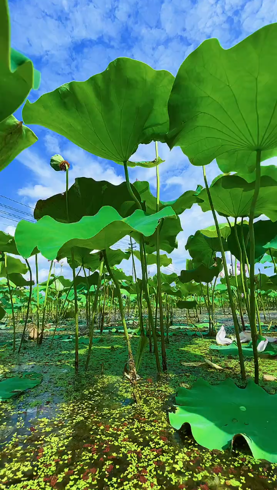 [图]荷花池塘的美景