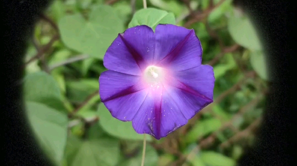 [图]牵牛花/喇叭花从深蓝色变成粉色