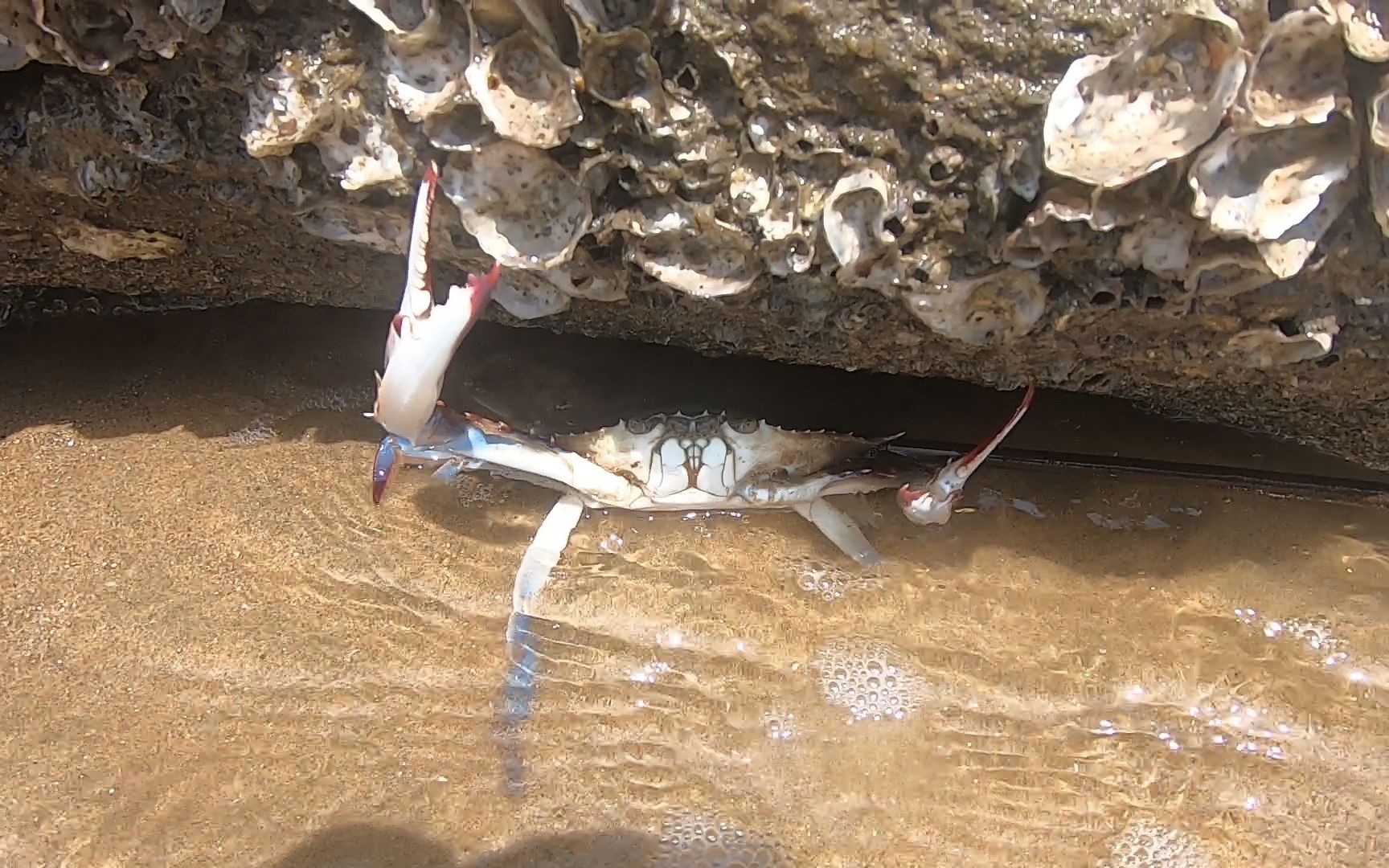 大浪天海货纷纷上岸避浪,阿阳在沙滩上抓到不少,一只比一只值钱哔哩哔哩bilibili