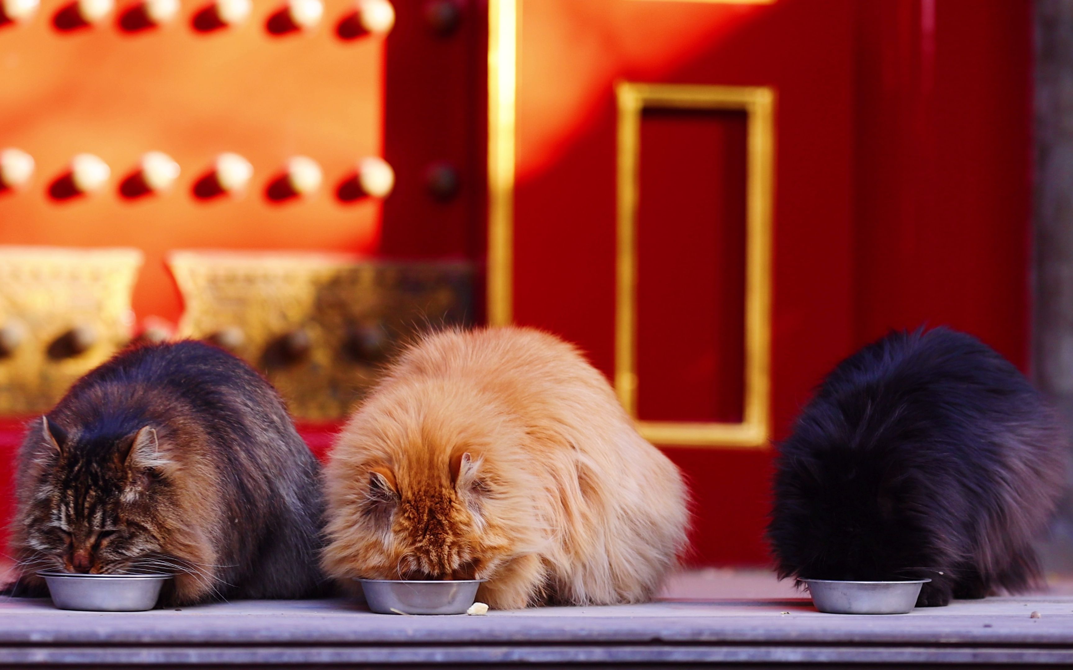 【故宫猫】三小只混剪丨干饭三兄妹 4k/120p_哔哩哔哩_bilibili