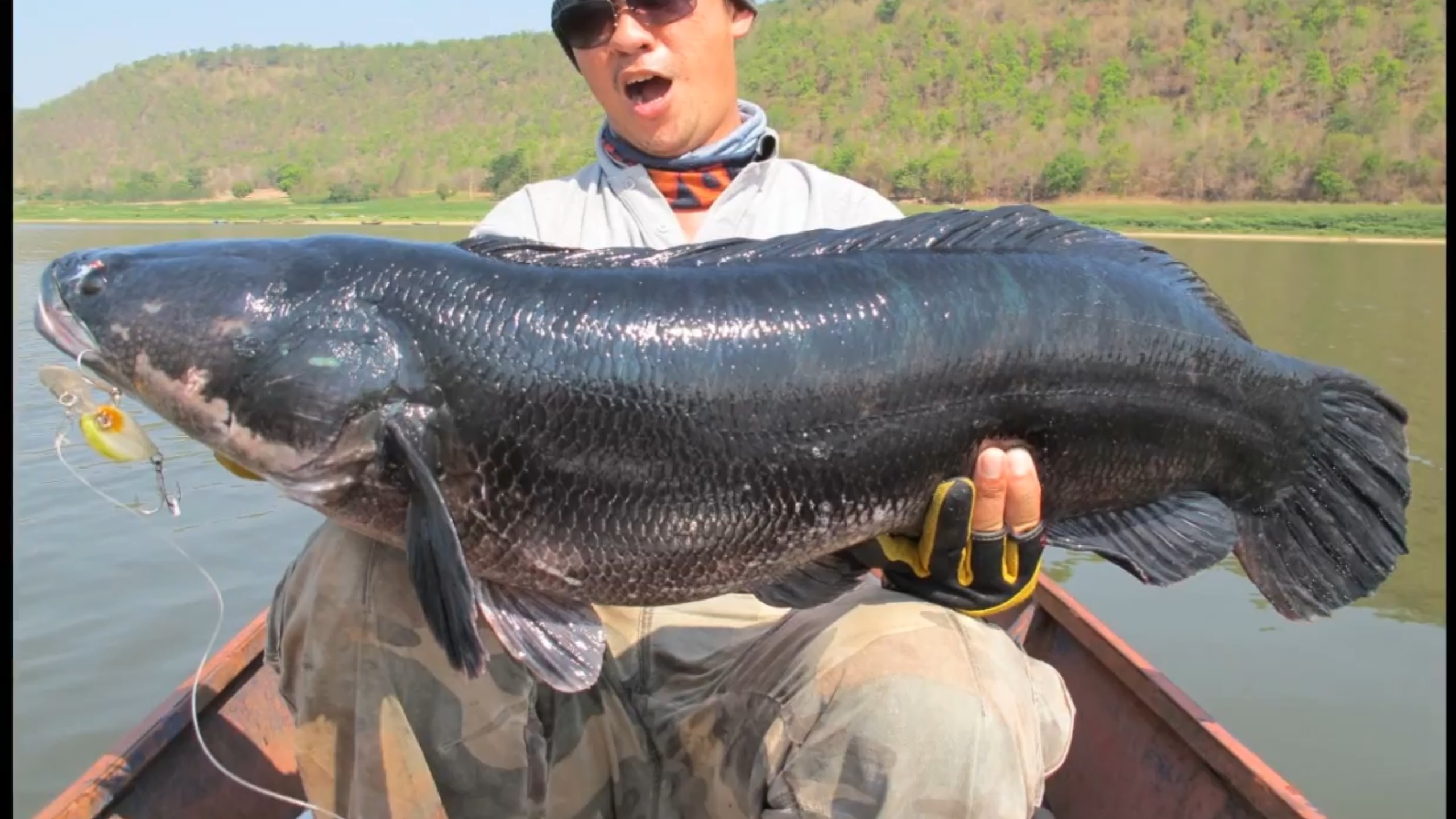 2013年igfa小盾鳢世界纪录重26磅