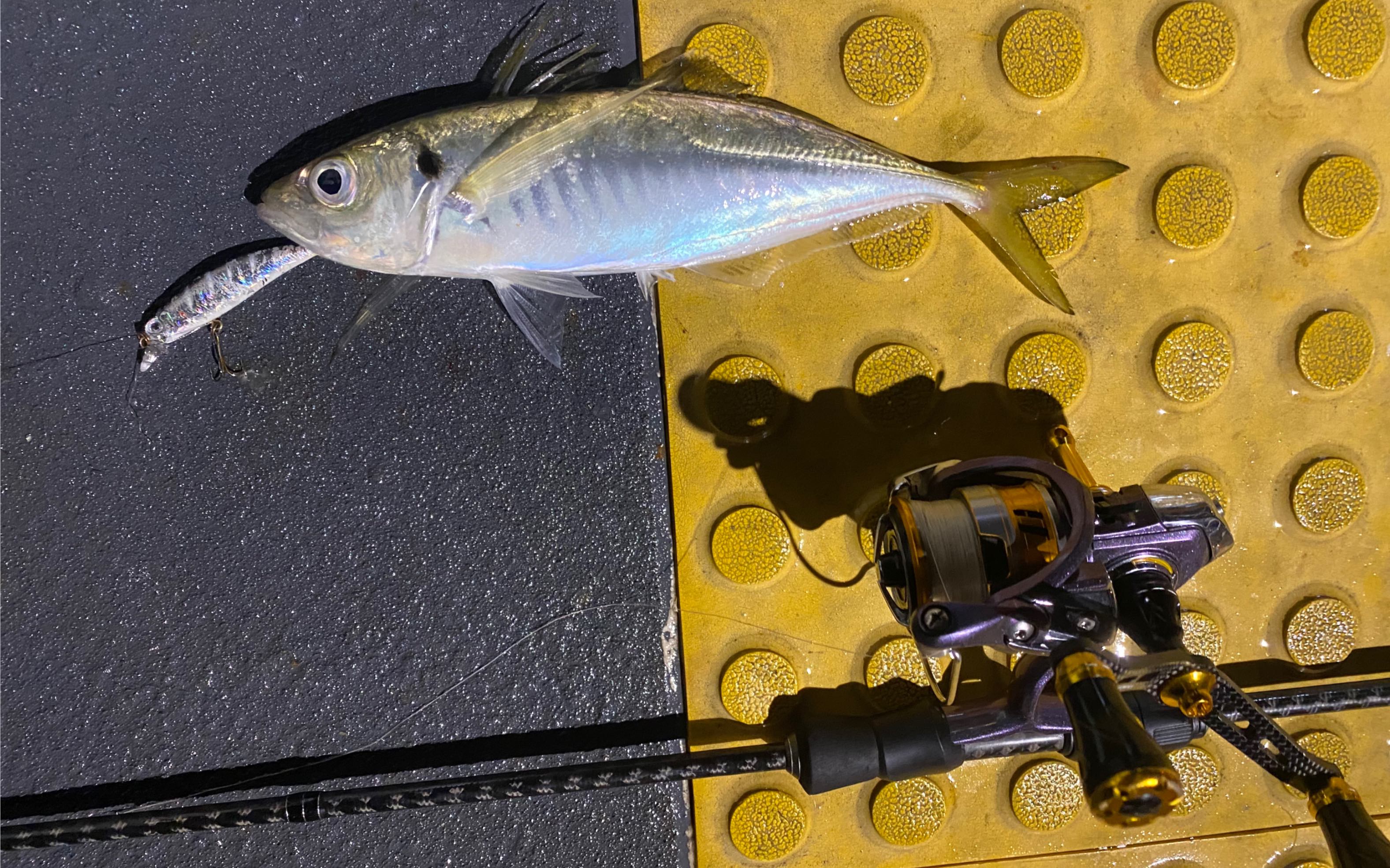 悉尼周边港口小根ajing竹荚鱼快速中鱼