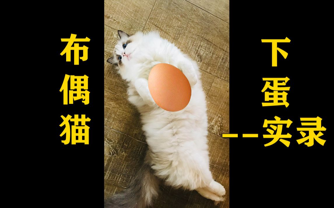 布偶猫下蛋实录,超硬核