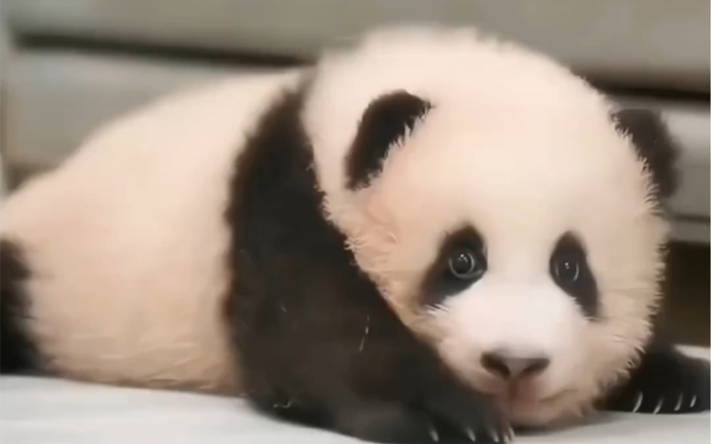 爷爷说 疫情期间 我们错过了福宝小时候很多时候 让我们来重温一下