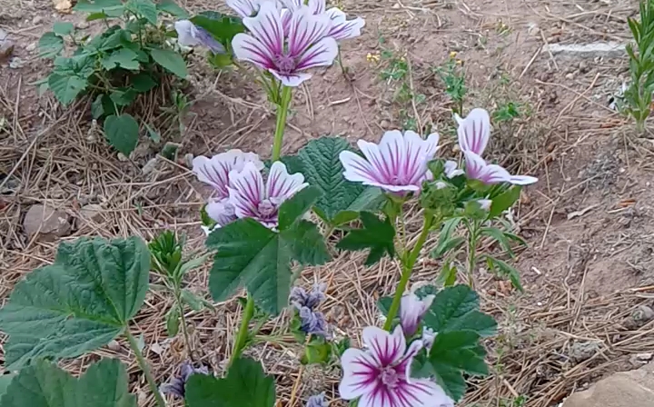 [图]【诗词】朱淑真 眼儿媚，迟迟春日弄轻柔，花径暗香流。