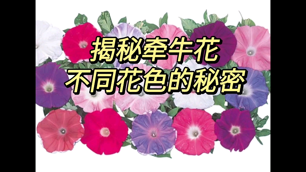 [图]揭秘牵牛花不同花色的秘密