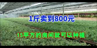 Скачать видео: 高利润的“特种”种植，1斤800元，15平方月赚上万，你也可以种