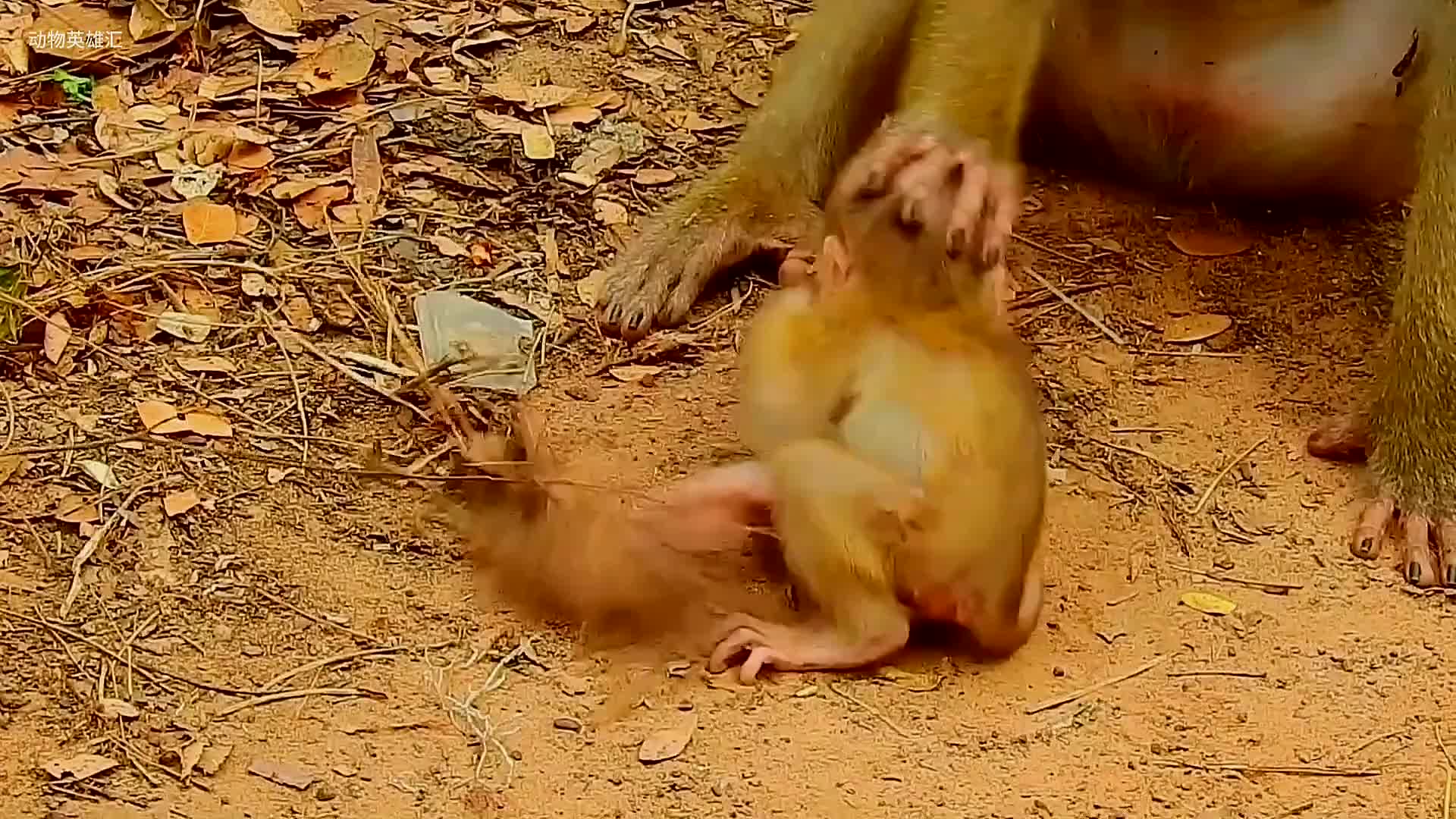 为了给幼崽断奶,猴妈暴打小猴子,下手太重#动物世界 #猴子 (1)