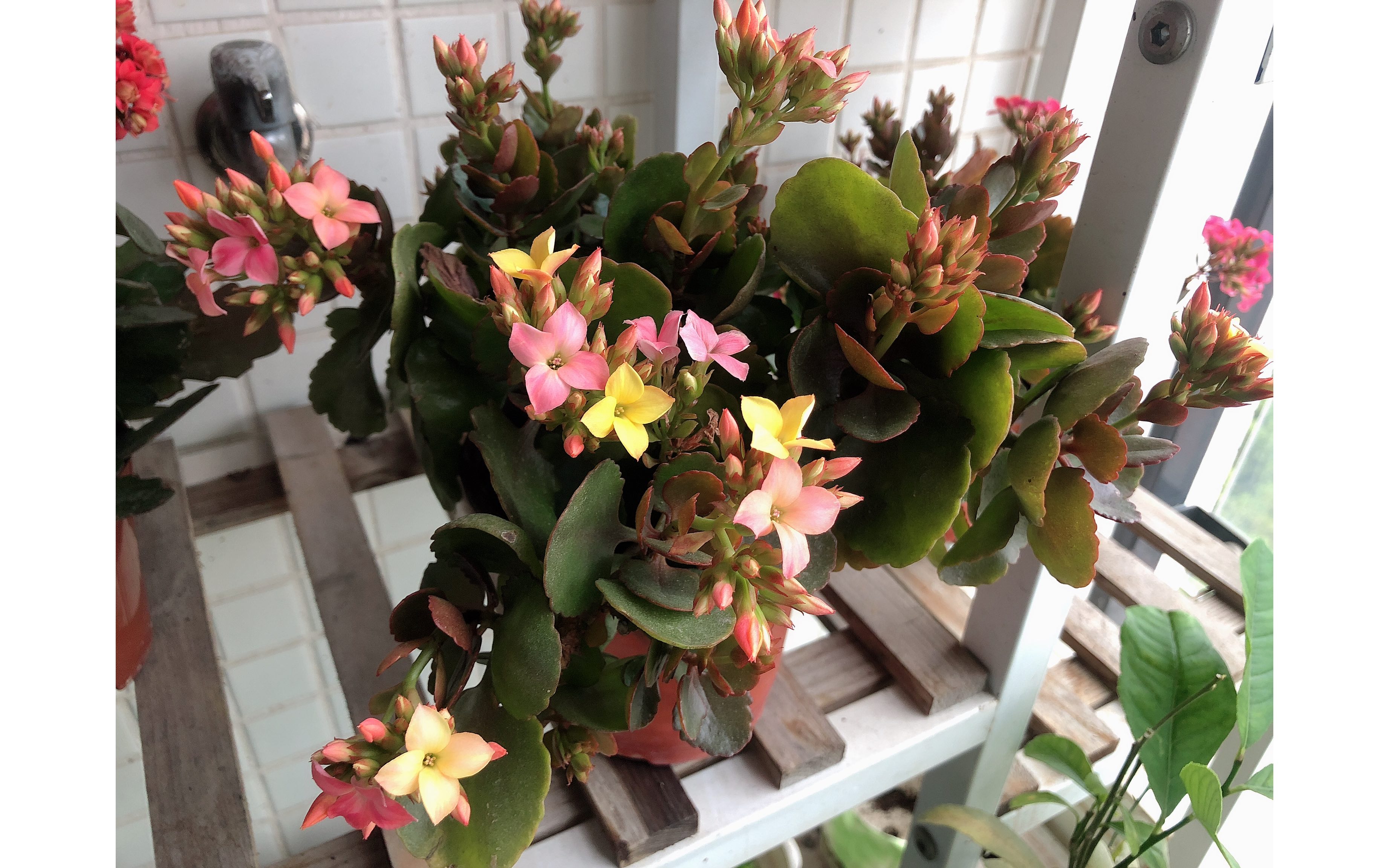 七彩糖条复花了