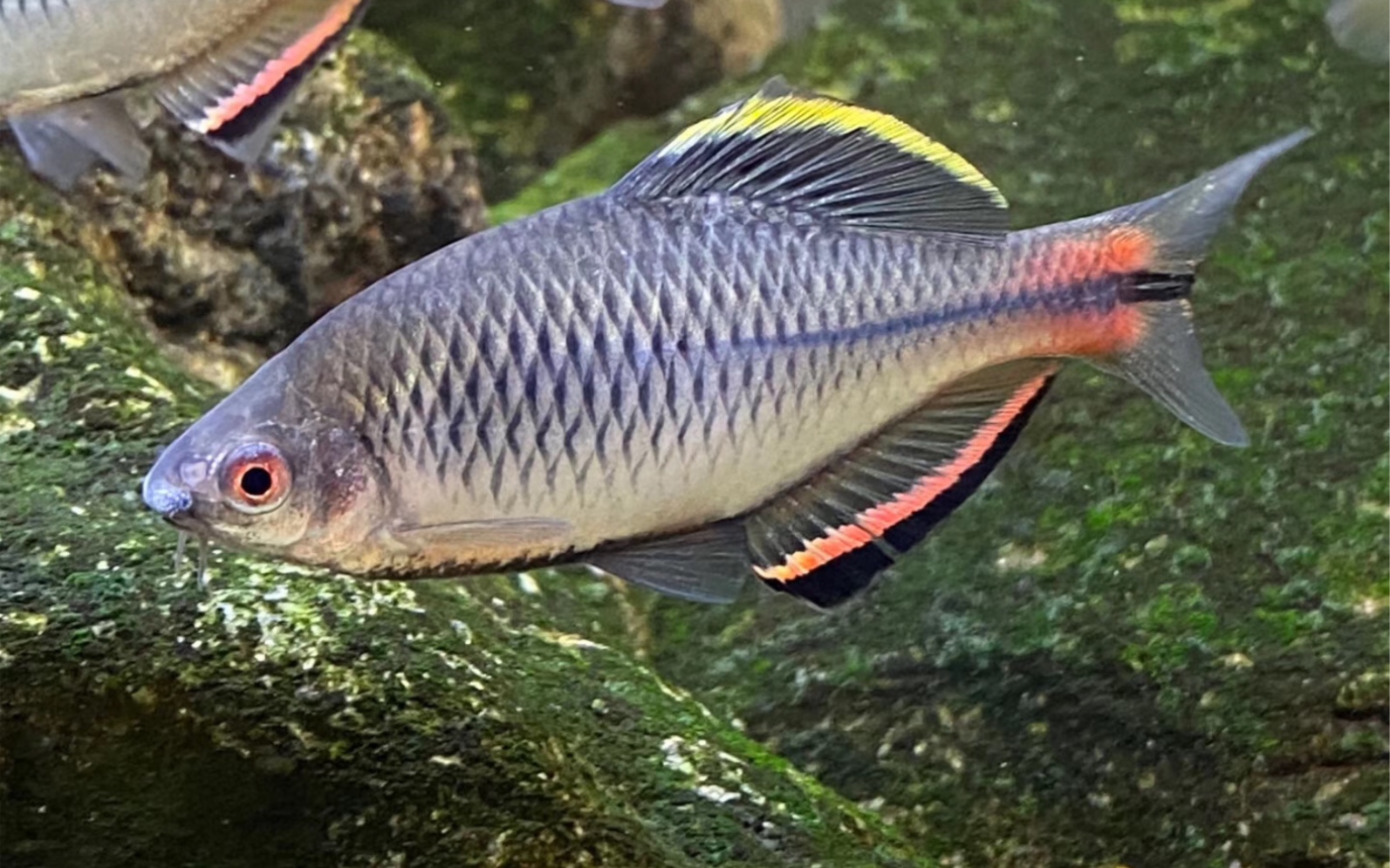 周末出发野采齐氏鱊,黄黝和越南鱊 预热视频