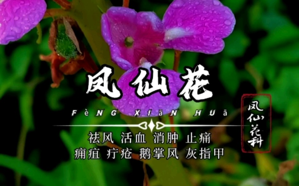 凤仙花,其子就是中药材凤仙子!不仅是观赏植物,全草可供药用!一般用白花和红花.哔哩哔哩bilibili