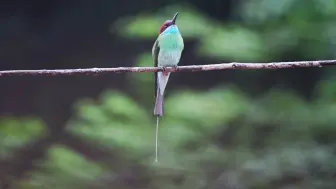 Video herunterladen: 【行为图鉴】蓝喉蜂虎 梳毛  慢动作 HDR