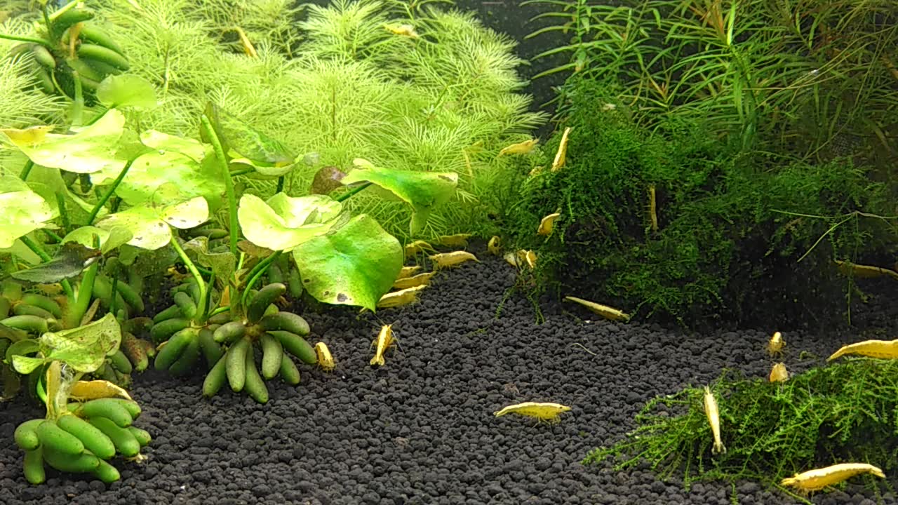 【草缸造景】宽背黄金虾