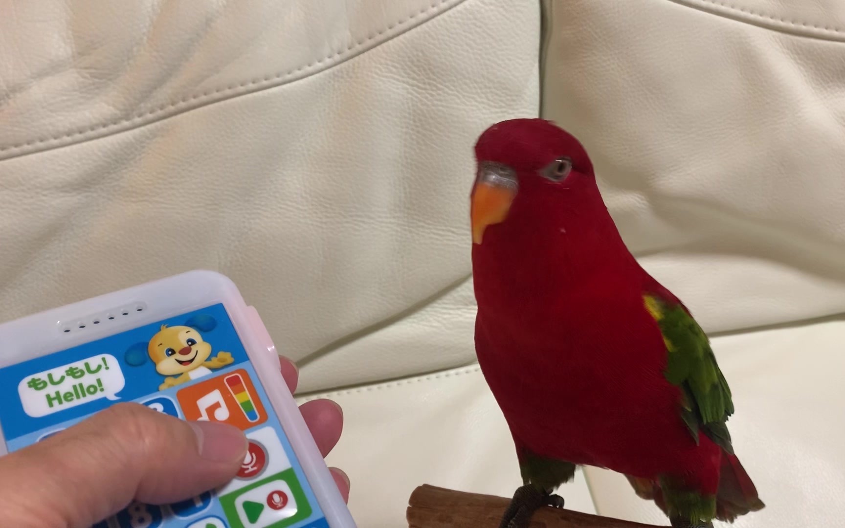 红鸟银莓 Red birb is looking at the smartphone哔哩哔哩bilibili