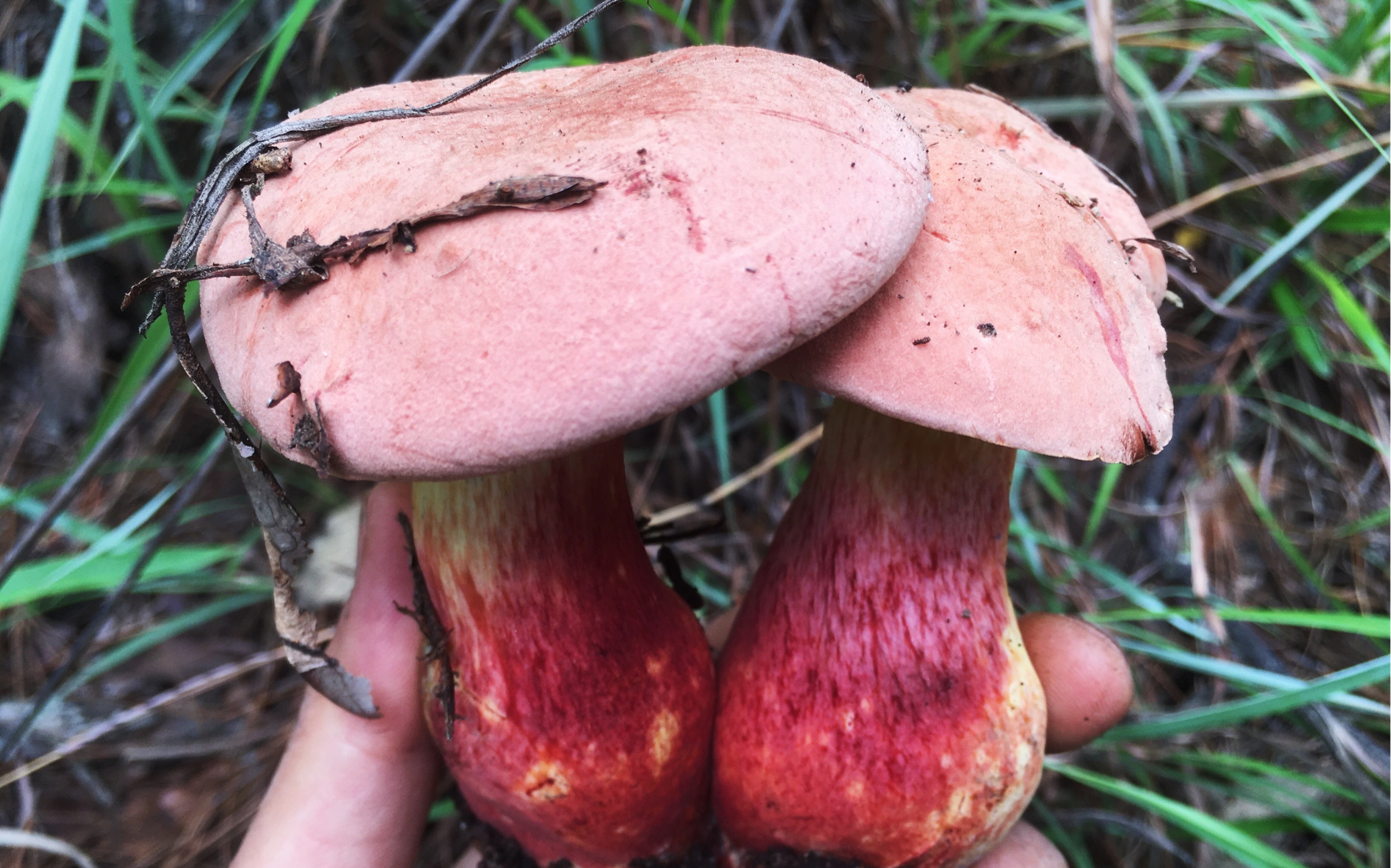 叔侄三人一同去捡菌,小伙扒开松毛意外发现大货,黄赖头真漂亮