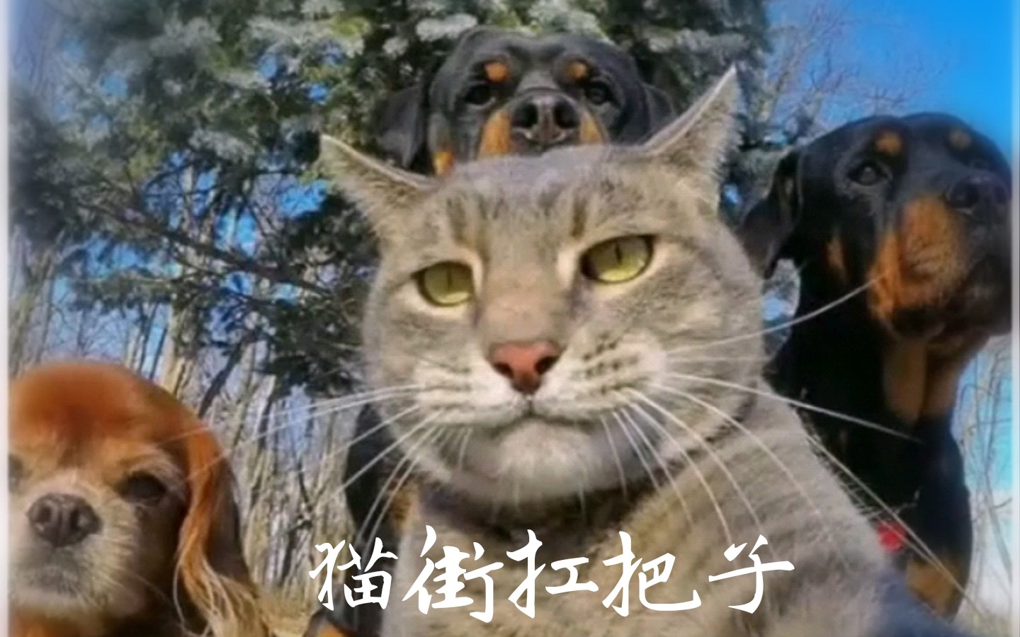 【猫街扛把子】社会猫的自拍,尽显霸道总裁之风,小迷妹们快来膜拜吧!哔哩哔哩bilibili