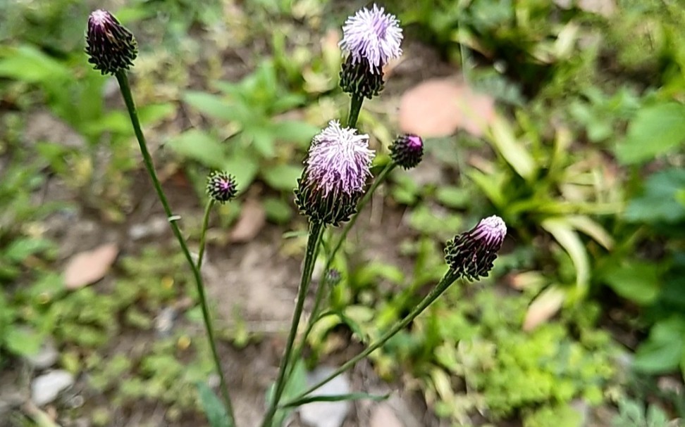 华政园植物:泥胡菜.菊科,全草可入药.具有消肿散结,清热解毒.用于乳腺炎,颈淋巴结炎,痈肿疔疮,风疹瘙痒.哔哩哔哩bilibili