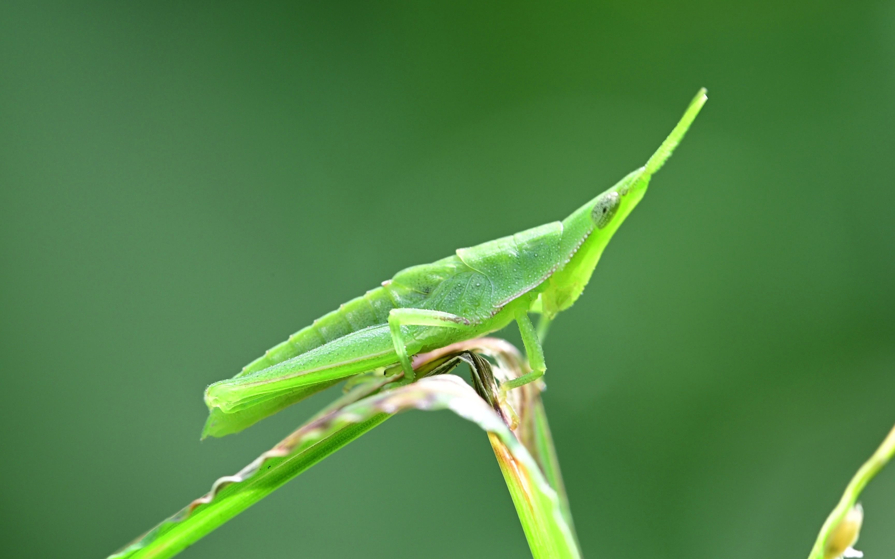 空镜头视频素材 昆虫叶片野草绿色 素材分享
