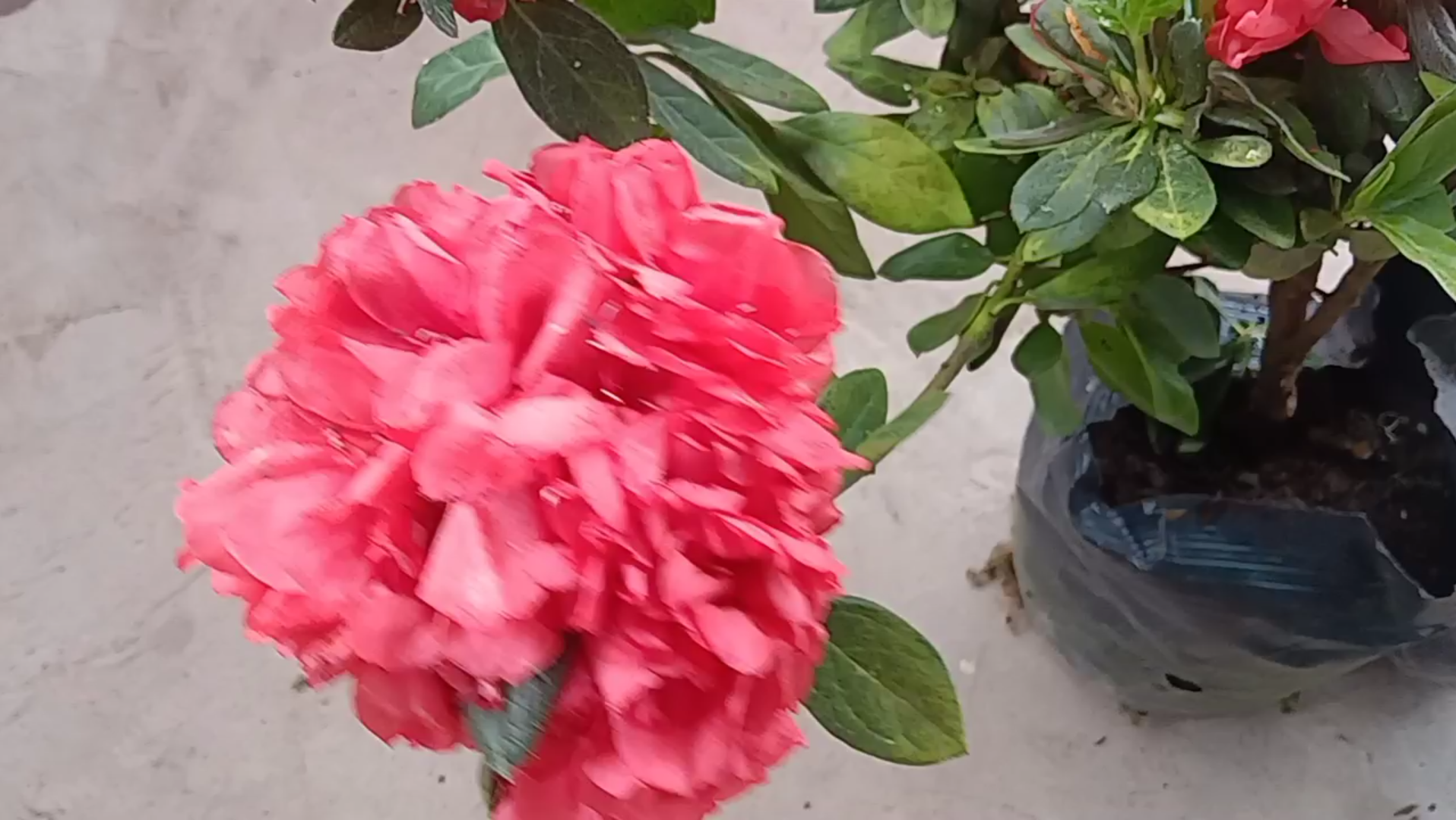 【猫咪愛上園藝 】#春78新入一颗丹东杜鹃花"红珊瑚&重瓣",亮粉色