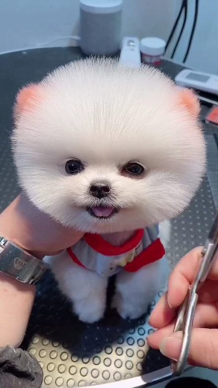 天津双血统博美转让