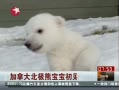 加拿大北极熊宝宝初见冰雪呆萌表情哔哩哔哩bilibili