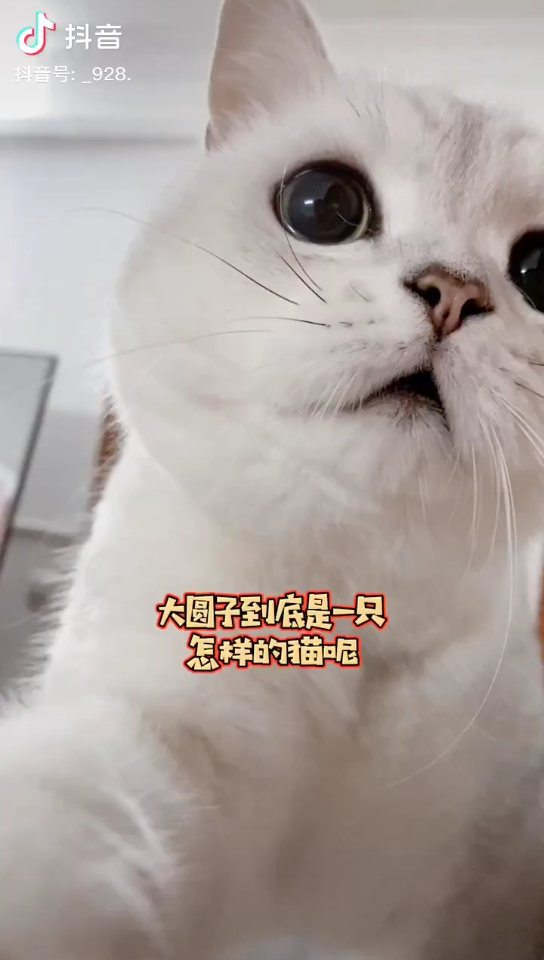 [图]我的猫咪会变身