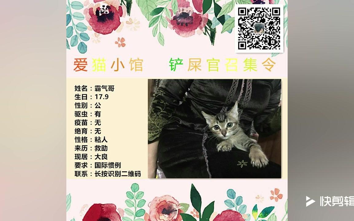 佛山顺德猫咪免费领养,快来看看吧!哔哩哔哩bilibili