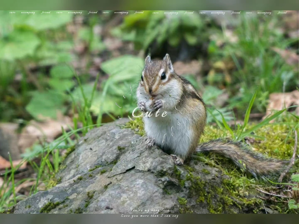 可爱的小松鼠