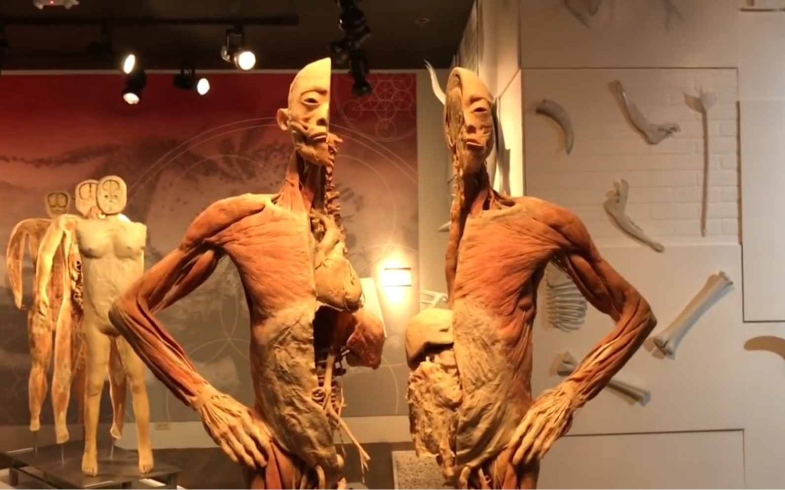 大连人体标本博物馆图片