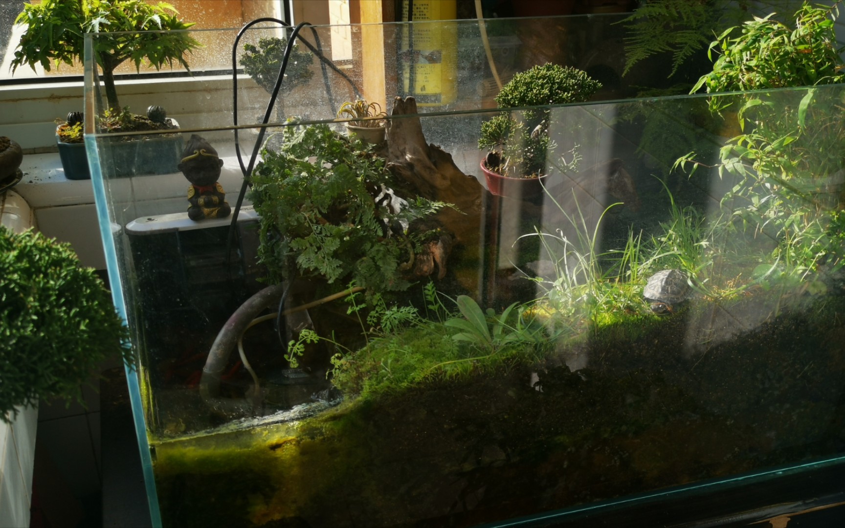 分享61我的半水龟与蛋龟的水陆缸