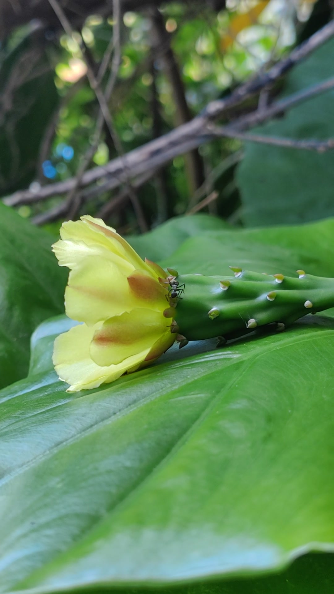 仙人掌花竖屏图片