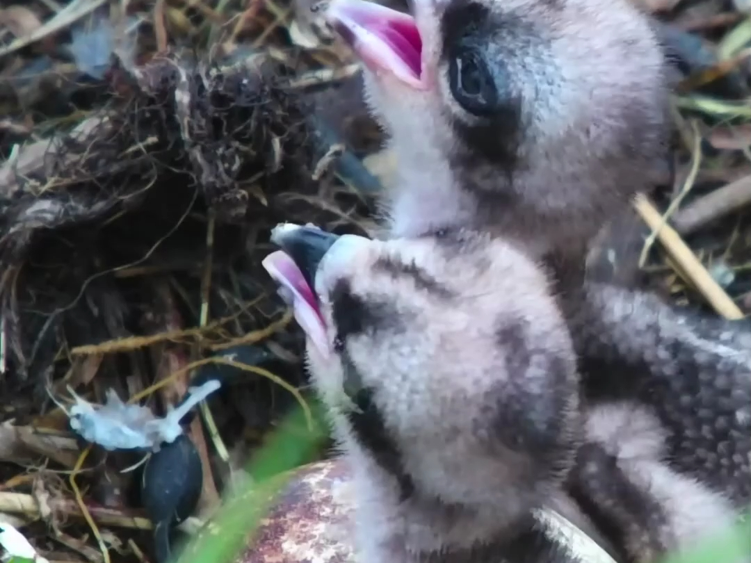鱼鹰雏鸟出生没几天就具有明显的攻击性