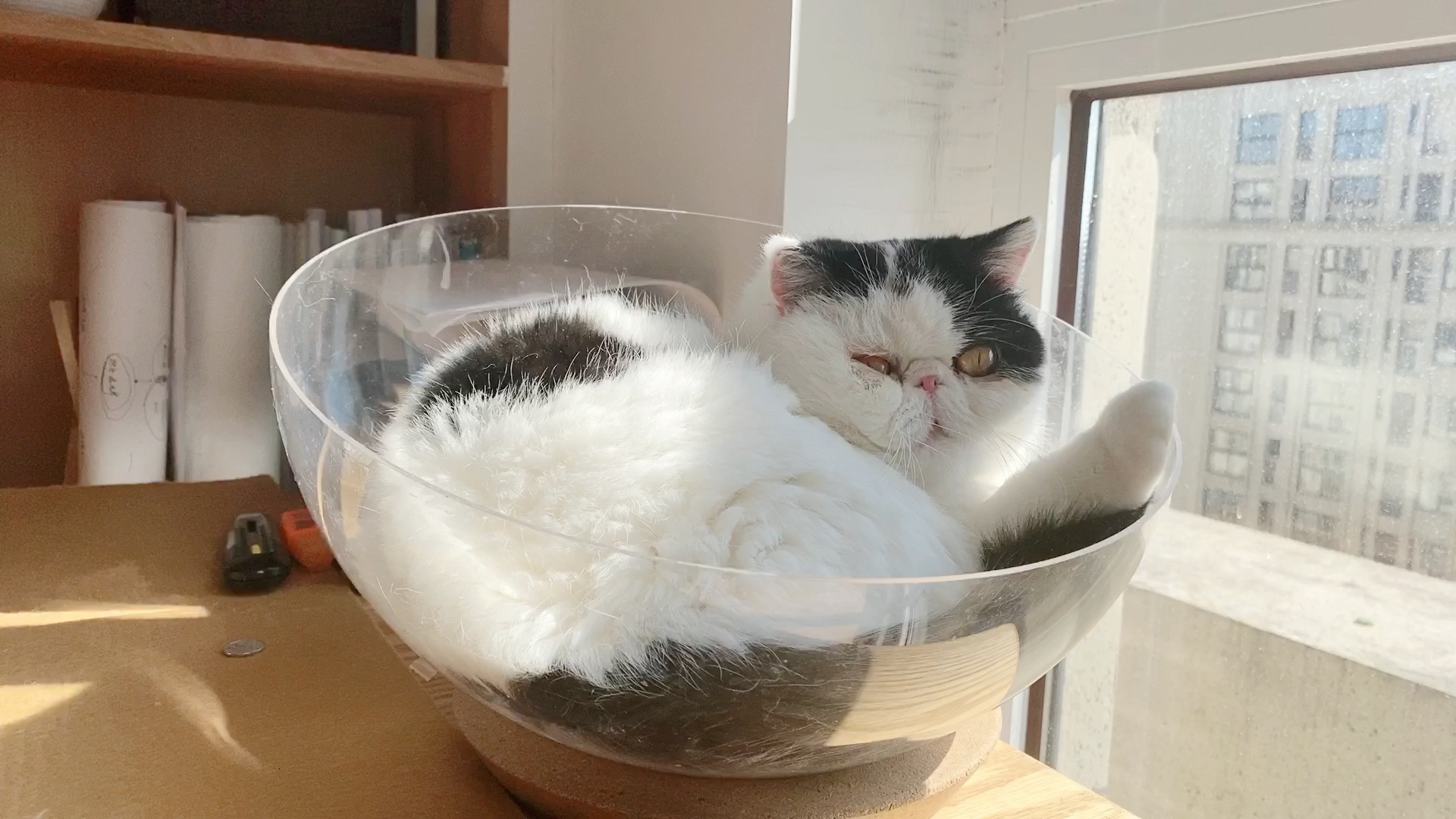 一碗猫喵_哔哩哔哩_bilibili