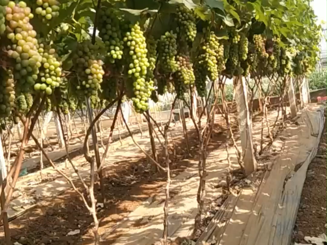 云南葡萄使用喜锐施中微量元素肥,果个均匀,挂果量大,没有畸形果,裂果