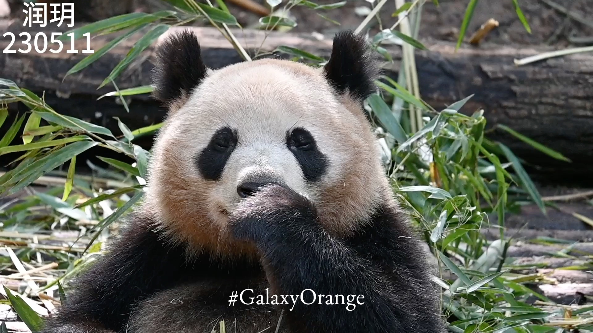 【大熊猫润玥】230511 红润玥
