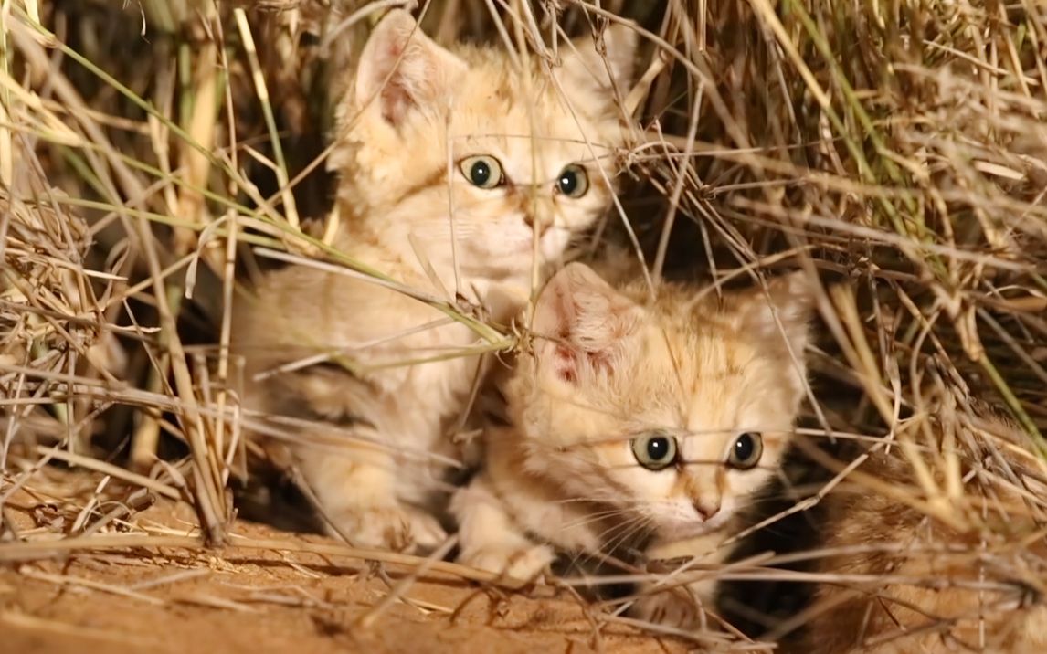 [图]沙漠猫：我们把毒蛇当辣条吃，超凶哒!