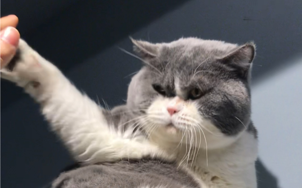 在危险的边缘疯狂试探,尝试撸猫却被打