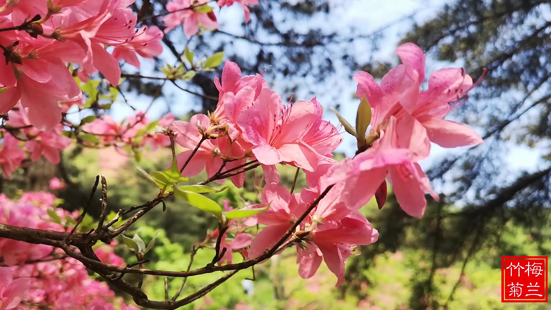 [图]杜鹃花开的这么惊艳，真没辜负春天，看一眼就不想走了