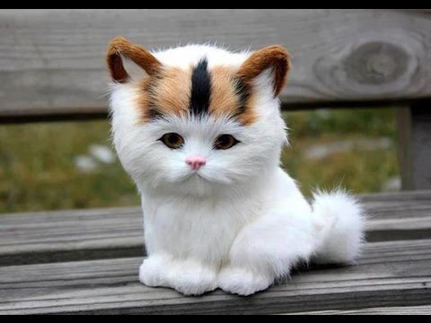 可爱的猫汇编-世界上最美丽的猫#3
