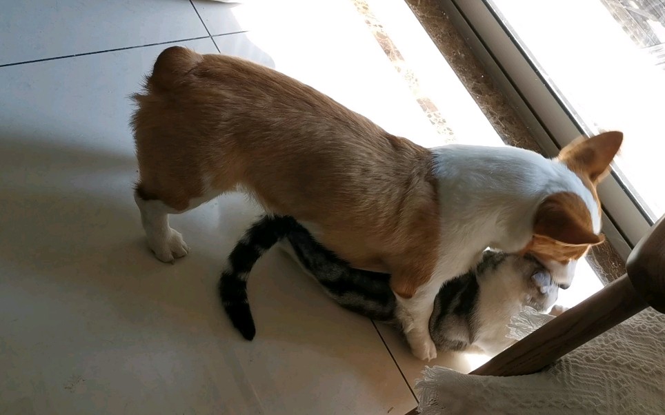 狗子骑猫,姿势太骚!锄禾和当午的名字,不是白起的_哔哩哔哩_bilibili