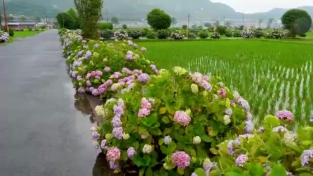 [图]神奈川县开成町：紫阳花开稻田旁