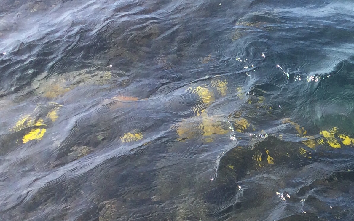 足不出户观看野生动物……yellow tang 黃高鰭刺尾鱼儿