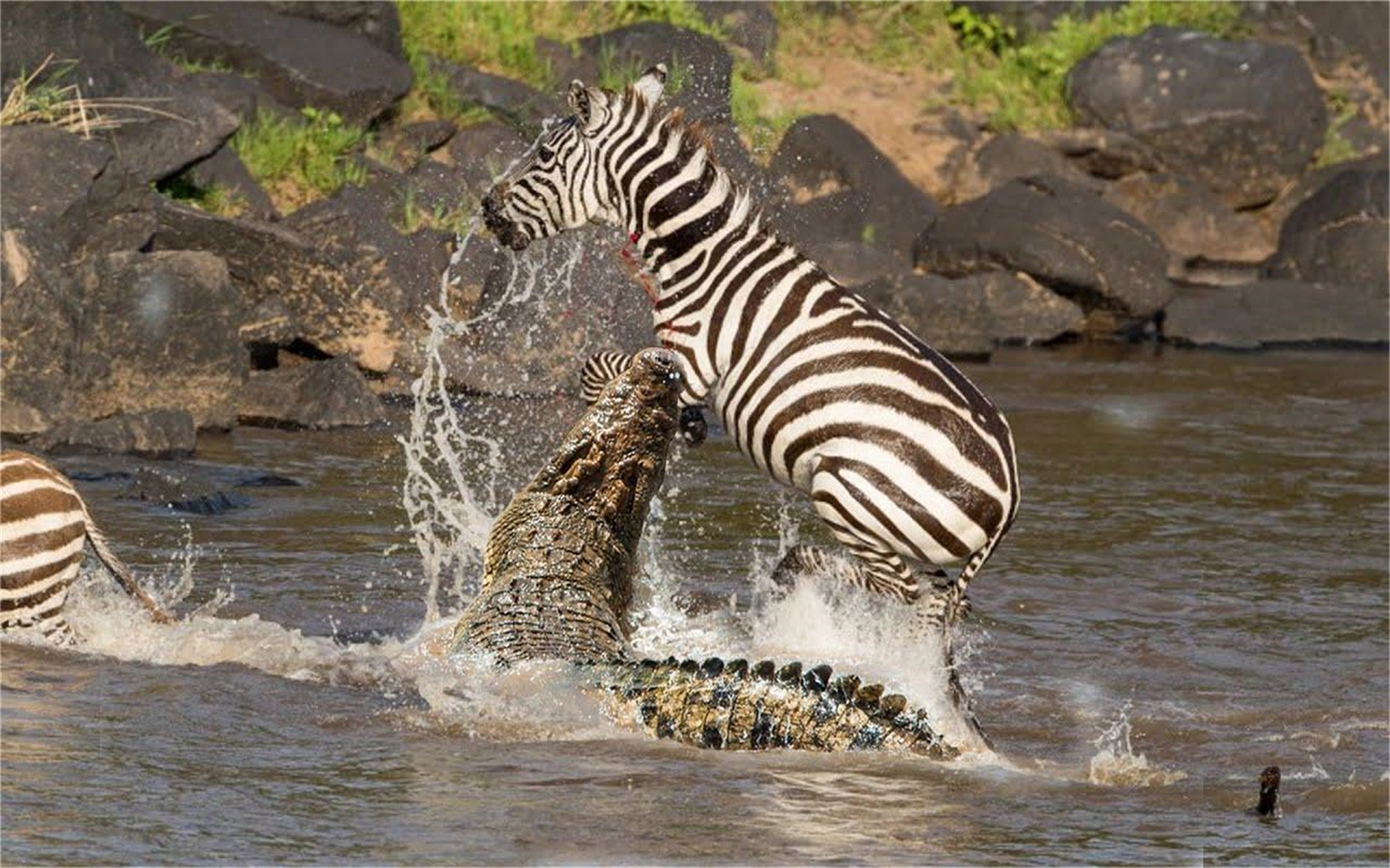 鳄鱼是如何水中捕猎斑马,聪明的潜伏者伏击成功!