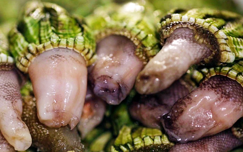 生长在潮水位下的阴面,佛手螺在太阳晒不到的石头缝里成群簇生.由