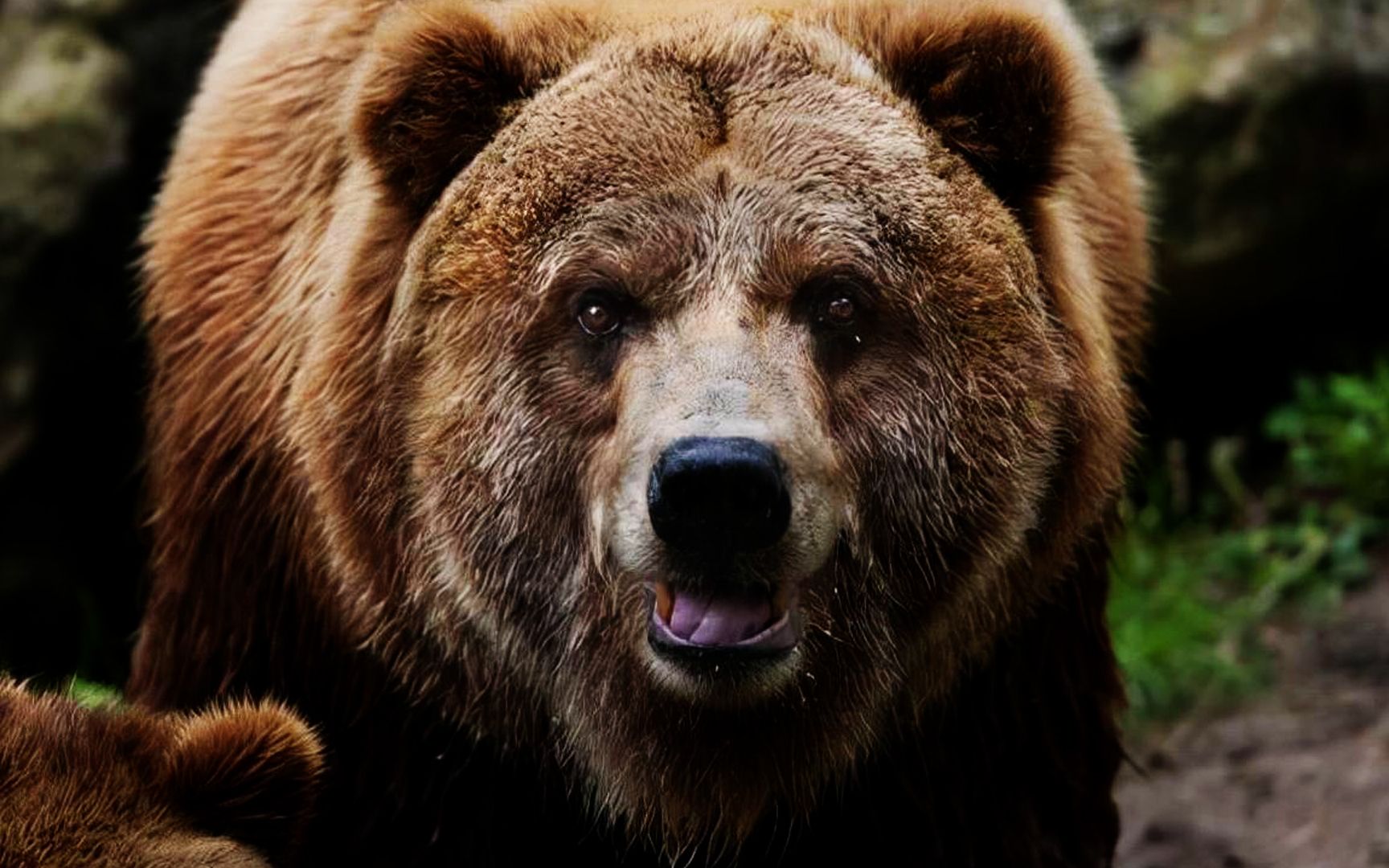 活动作品战斗民族对熊的爱